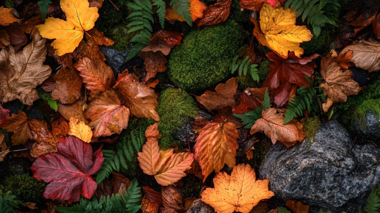 A vibrant arrangement of autumn leaves in various shades of red, yellow, and brown covers the ground. The leaves are interspersed with patches of green moss and scattered rocks, creating a colorful and textured natural scene.