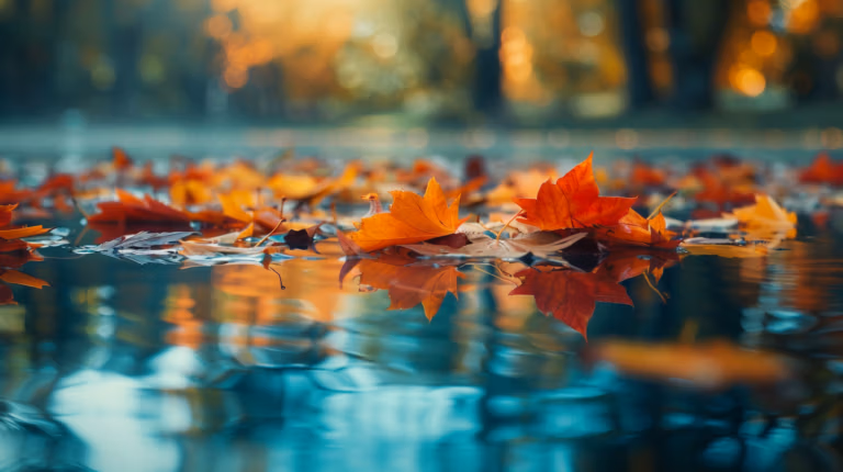 Autumn leaves in vibrant shades of orange and yellow float peacefully on calm water, reflecting the warm glow of a sunlit forest in the background. The scene captures the serene beauty of a tranquil fall day.